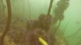 Sea urchin boom on Oregon coast has broader environmental impacts, research shows