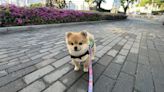 Hodu, el pomerania valiente que protege las calles de Seúl como parte de un programa de patrulla canina