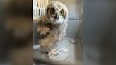 Great horned owl ‘in good spirits’ after being hit by car in Boulder