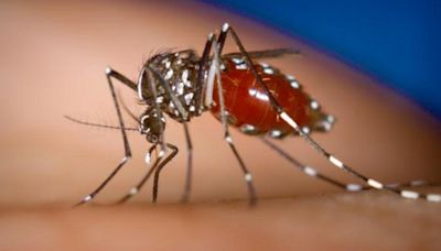 Una plaga de mosquito tigre invade la Comunidad Valenciana