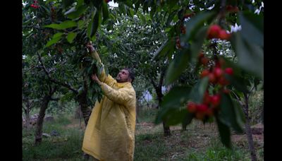 Five steps to turnaround Indian horticulture sector