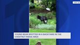 Bear spotted in Rockland County backyard