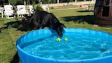 These Paw-Proof Dog Pools Keep Your Pets Cool & Entertained in Summer Heat