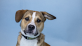 FIDO-Friday's Oregon Dog Rescue Featured Shelter Dog-SHORTY MAC | Oldies 1320 | Scott Tom
