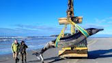 World's Rarest Whale Washes Up On New Zealand Beach