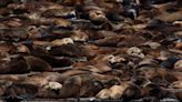 More Than 1,000 Sea Lions Gather at San Francisco's Pier 39, the Largest Group in 15 Years