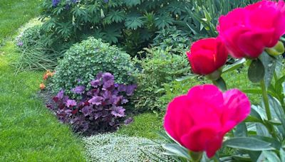 Welcome Mat: 'Lupine on Peony' weekly winner in Garden Photo Contest