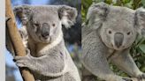 Louisville Zoo to receive two koalas