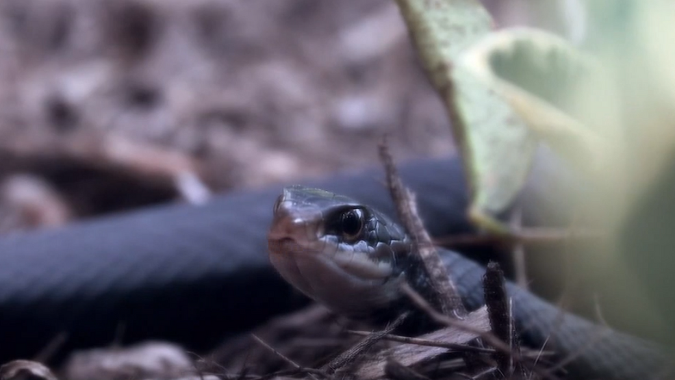 Snake sightings increase in Arkansas as temperatures rise