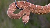 Rattlesnakes on Santa Catalina Island have learned that it pays to be unusually aggressive