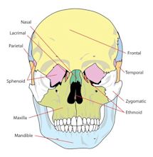 Download Skull, Diagram, Labelled. Royalty-Free Vector Graphic - Pixabay