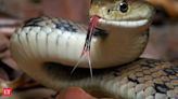 Snake bites sleeping laborer in Bihar; Man bites back snake three times. What happens next will shock you