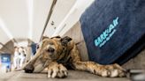 Bark Air promises a first-class ride for your pet — for a hefty fee - The Points Guy