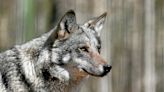 Thoiry : la joggeuse grièvement blessée par des loups porte plainte contre le zoo