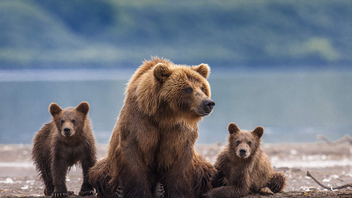 Stacey & Mike's Happy News: Mama Bear Rescues Cub. Twice. | K103 Portland