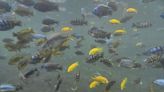 How 500 Fish Species Rapidly Evolved in One Lake