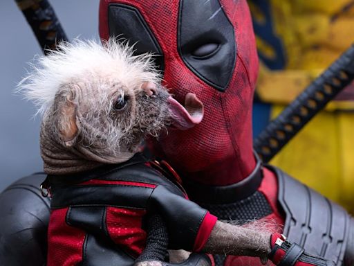 DEADPOOL & WOLVERINE Closes In On Another Ticket-Selling Record As Ryan Reynolds Shares Touching Dogpool Post