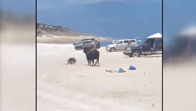 Pánico en la playa: un toro siembra el caos entre los bañistas y embiste a una mujer