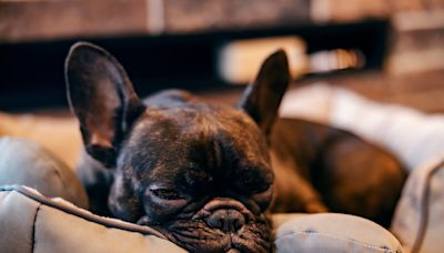 French Bulldog’s Mom Drags Her Along Shopping and She Decides It’s a Great Time for a Nap