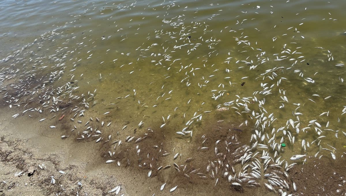 California Lake Closes As Officials Investigate Mass Fish Die-Off