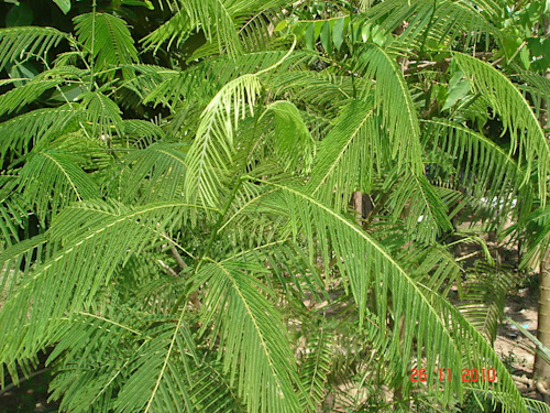 Acacia pennata (ស្អំ ) | Flickr - Photo Sharing!