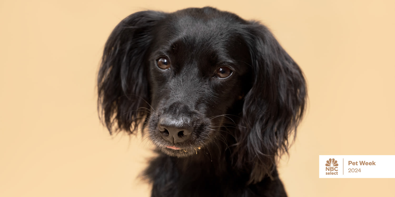 How to clean your dog’s ears