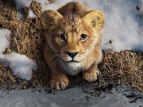 《獅子王：木法沙》迪士尼電影釋出前導預告 今年 12 月在台上映