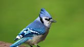 When You See a Blue Jay, It Could Be a Major Sign That You Need to Pay Attention