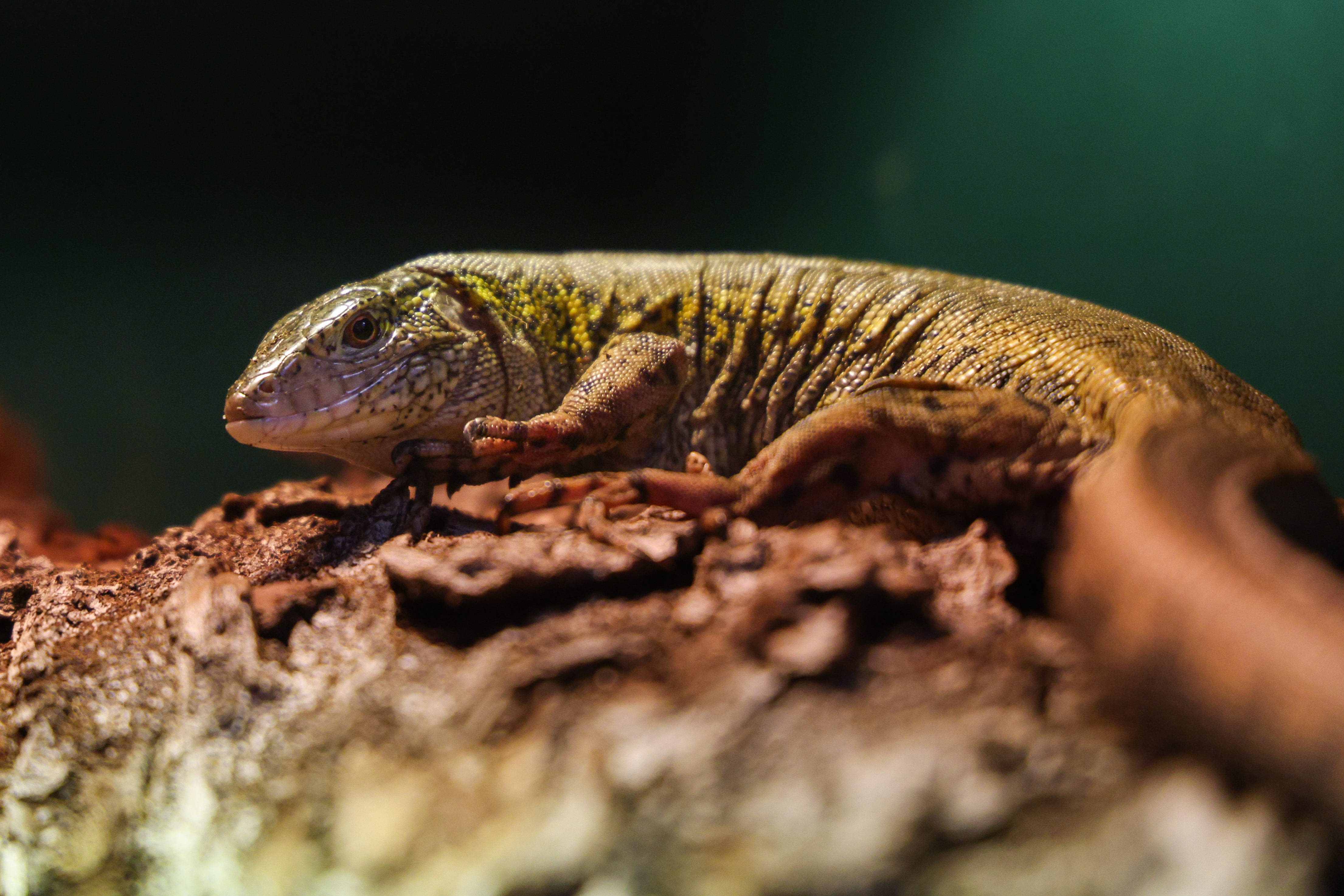 Nashville Zoo makes history as first zoo to breed mysterious, South American lizard species