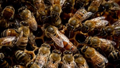 A little girl thought there were monsters in her wall. It was actually 50,000 bees