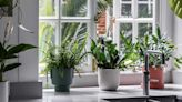 The 12 best house plants and how to care for them