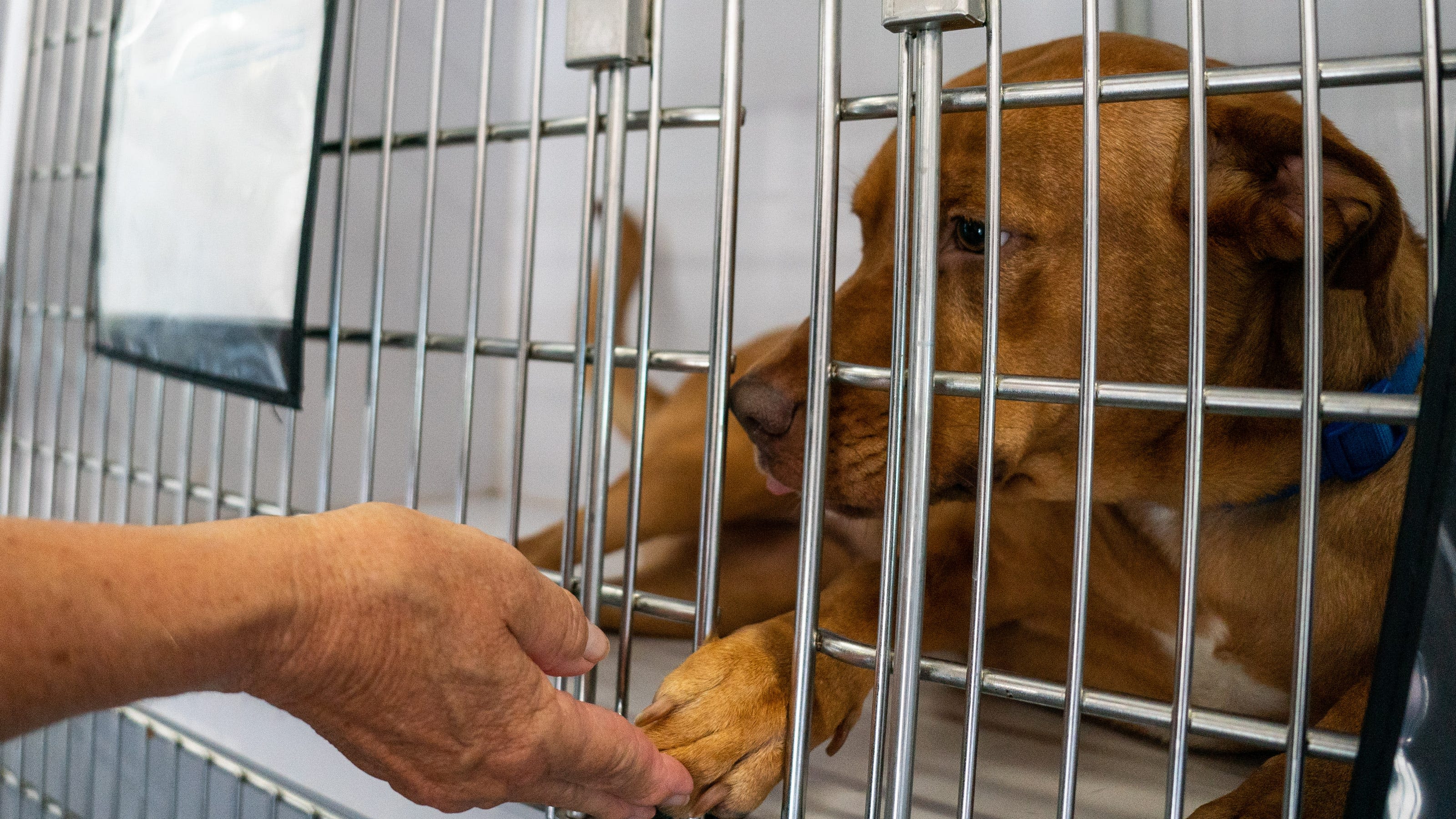 Tuscaloosa Metro Animal Shelter closes for two weeks after canine distemper outbreak