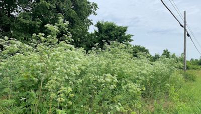 The highly poisonous plant spreading throughout Ohio; how to recognize and get rid of it