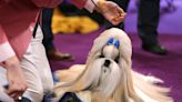 You need to see the 7 prize winners at this year's Westminster dog show