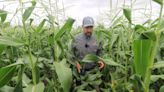 Florida corn farmer's 'field of dreams' strives to help country be food self-sufficient