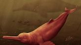 Remains of extinct giant river dolphin found in Amazon region, researchers say