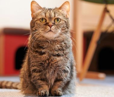 32 facts about Munchkin cats