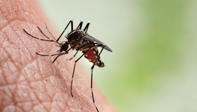 Deadly virus contracted from mosquitoes has Massachusetts towns on high alert: 'An extremely serious disease'