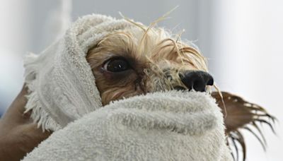 En un Brasil con cada vez menos niños, las mascotas se llevan los mimos