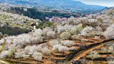 Semana Santa entre los cerezos en flor del Valle del Jerte