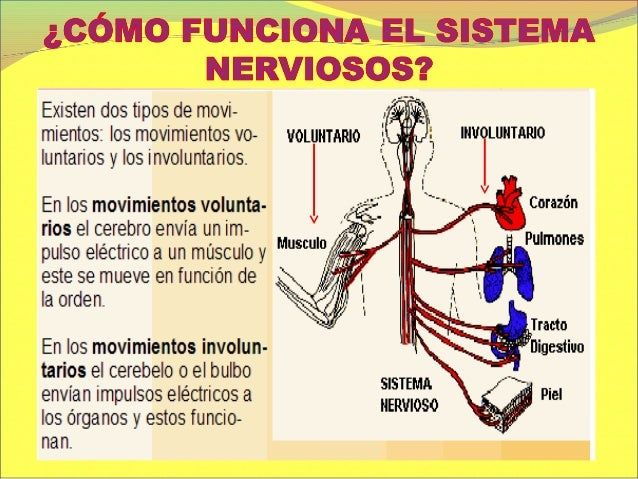 Sistema nervioso para 5° y 6° de primaria 2013