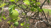 Gulf Citrus Growers Association closing due to Greening Disease