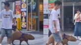 VIDEO: Joven paseando a su capibara es lo más bonito que verás hoy porque hasta correa le puso