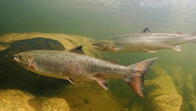 Salmon producers to contest cartel charges at Sept 15-18 hearing, sources say