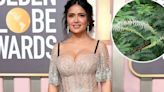 ¿Qué es el tepezcohuite? Estos son los beneficios de la “planta milagrosa” que Salma Hayek usa para verse radiante