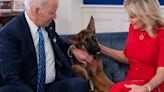 Biden Watched His Dog Bite His Way Through the Secret Service