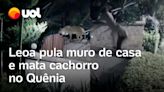 Leoa pula muro de casa, mata cão e foge com corpo do animal no Quênia; vídeo mostra momento