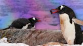 Pebbling: a love language inspired by penguins