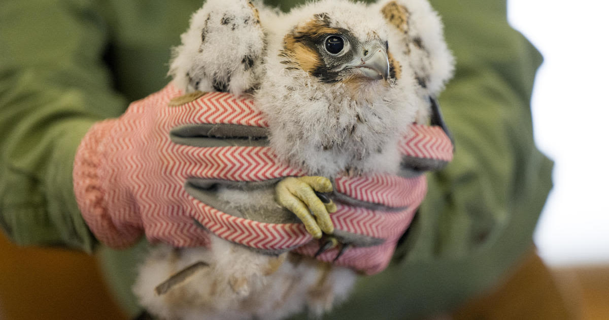 2 young peregrine falcons fledge the nest on Pitt's Cathedral of Learning