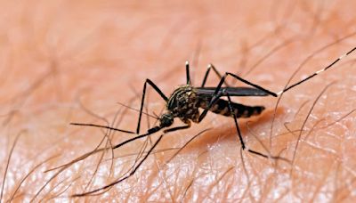 North Texas spring rain brings back mosquitoes and West Nile Virus